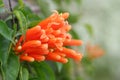 Carpel with orange flowers