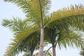 Carpentaria Palm. Royalty Free Stock Photo