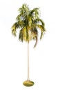 Carpentaria Palm. Royalty Free Stock Photo