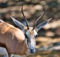 African antilope closeup head shot