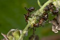 Carpenter ant and aphids Royalty Free Stock Photo