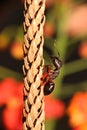 Carpenter ant, Camponotus sp, Hyderabad,Telanagana, India