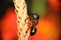 Carpenter ant, Camponotus sp, Hyderabad,Telanagana, India