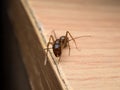 Carpenter Ant Camponotus Sp. looking on wooden Royalty Free Stock Photo
