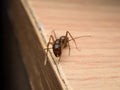 Carpenter Ant Camponotus Sp. looking on wooden