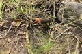 Carpenter ant Camponotus spp. Golden Gate Park 1