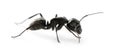 Carpenter ant, Camponotus vagus Royalty Free Stock Photo