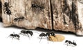 Carpenter ant, Camponotus vagus, carrying an egg Royalty Free Stock Photo