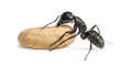 Carpenter ant, Camponotus vagus, carrying an egg Royalty Free Stock Photo