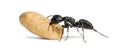 Carpenter ant, Camponotus vagus, carrying an egg Royalty Free Stock Photo