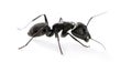 Carpenter ant, Camponotus vagus Royalty Free Stock Photo