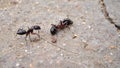 A Carpenter ant Checking another dead ant Royalty Free Stock Photo