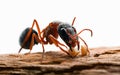 Carpenter Ant Destruction Eating Wood on isolated white background