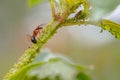 Carpenter Ant Feeding On Aphids Royalty Free Stock Photo