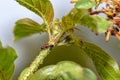 Carpenter Ant Feeding On Aphids Royalty Free Stock Photo