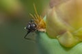 Carpenter ant feeding on a prickly pear.