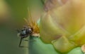 Carpenter ant feeding on a prickly pear.