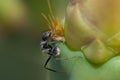 Carpenter ant feeding on a prickly pear.