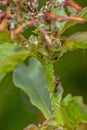 Carpenter Ant On A Firestick Bush, Eating Aphids