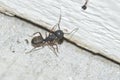 Carpenter Ant