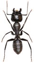Carpenter Ant on white Background