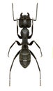 Carpenter Ant on white Background