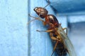 Carpenter ant and worker ant macro photo Royalty Free Stock Photo