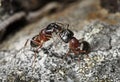 Carpenter ants (Camponotus herculeanus) Royalty Free Stock Photo