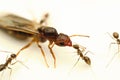 Carpenter ant and worker ant macro photo Royalty Free Stock Photo