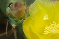 Carpenter ants feeding on a closed flower of prickly pear.