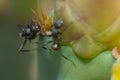 Carpenter ants feeding on a prickly pear.