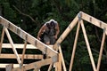 Carpenters framing up a new building