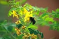 Carpenter Bee Royalty Free Stock Photo