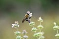 Carpenter Bee on Basil Blossoms 1 Royalty Free Stock Photo