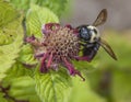 Carpenter Bee on Bee Balm Flower Royalty Free Stock Photo