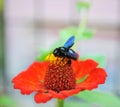 Carpenter Bee or  Black bee or Violet Carpenter Bee on a gerbera flower Royalty Free Stock Photo