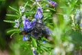 Carpenter bee collects pollen. Royalty Free Stock Photo