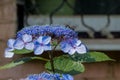 Carpenter bee collects pollen on the hydrangea flower. Royalty Free Stock Photo