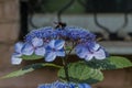 Carpenter bee collects pollen on the hydrangea flower. Royalty Free Stock Photo