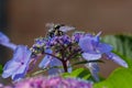 Carpenter bee collects pollen on the hydrangea flower. Royalty Free Stock Photo