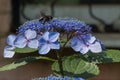 Carpenter bee collects pollen on the hydrangea flower. Royalty Free Stock Photo