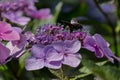 Carpenter bee collects pollen on the hydrangea flower. Royalty Free Stock Photo