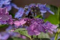 Carpenter bee collects pollen on the hydrangea flower. Royalty Free Stock Photo