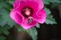 Carpenter bee covered in pollen looking back while walking on a rose of sharon blossom