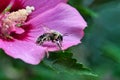 Carpenter bee covered in pollen on a rose of sharon blossom