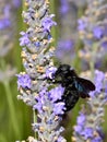 Carpenter bee feeding on lavender flower Royalty Free Stock Photo