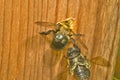 Carpenter Bee female digging nest hole