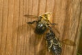 Carpenter Bee female digging nest hole Royalty Free Stock Photo