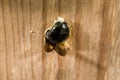 Carpenter Bee female digging nest hole