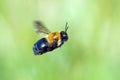 Carpenter Bee In Flight Royalty Free Stock Photo